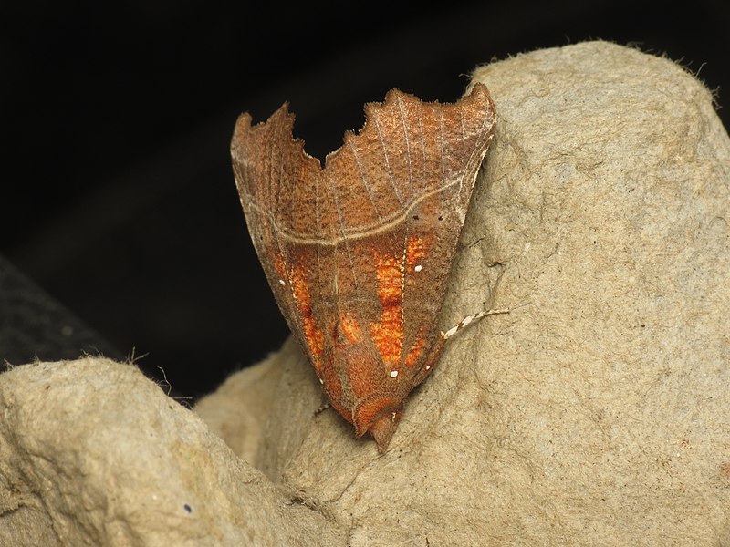 File:Scoliopteryx libatrix (14016510134).jpg