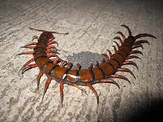 <i>Scolopendra gigantea</i> Species of Chilopoda