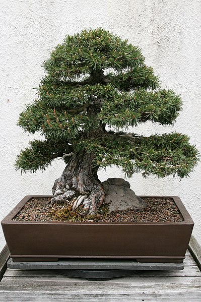 File:Scots Pine (Pinus sylvestris) (3505816207).jpg