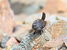Scytalopus affinis - Ancash Tapaculo, Huascarán National Park, Ancash, Peru (kesilgan) .jpg