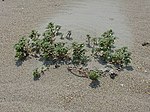 Miniatura para Amaranthus pumilus