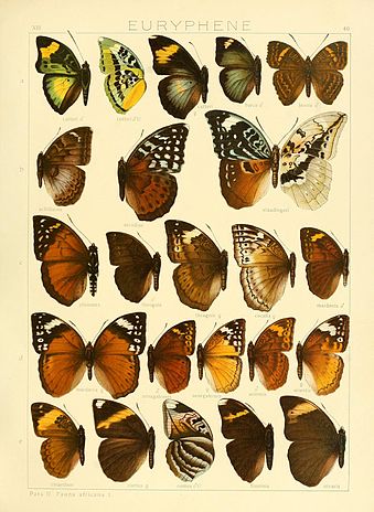 Bebearia nivaria in Adalbert Seitz's Fauna Africana SeitzFaunaAfricanaXIIITaf40.jpg