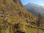 Thumbnail for File:Selva castanile (chestnut orchard), Ticino.jpg