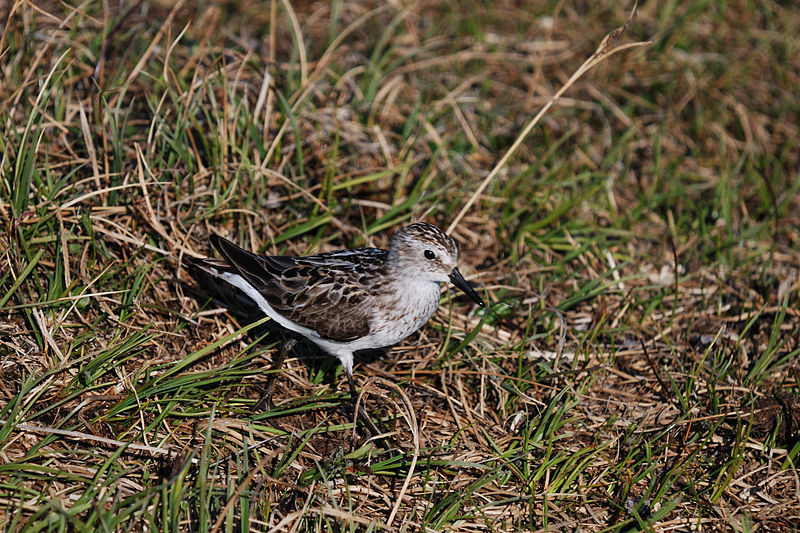 File:Semipalmated Sandpiper Barrow AK.jpg