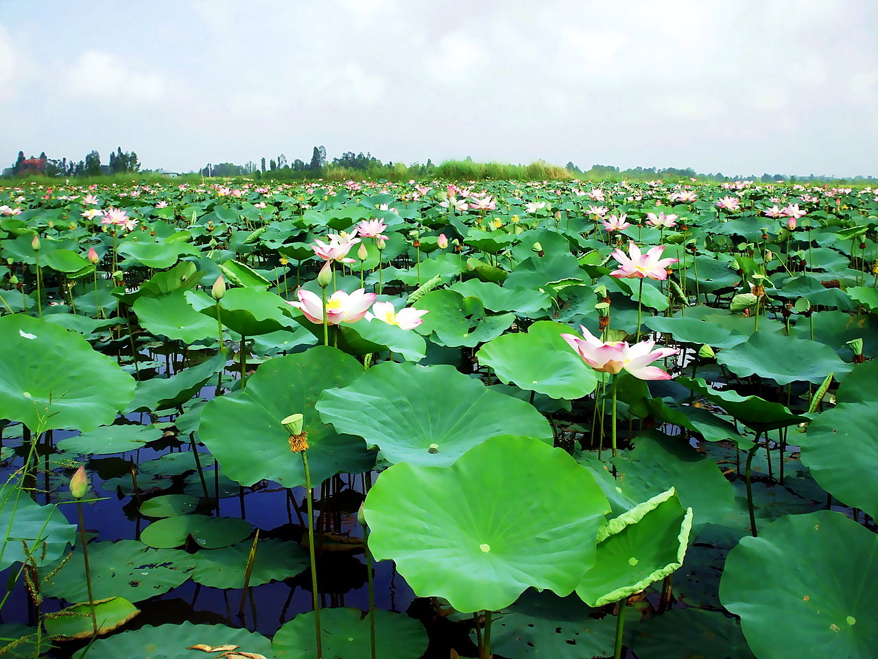 Hoa sen Đồng Tháp là một trong những loài sen nổi tiếng và đẹp nhất Việt Nam. Hình ảnh hoa sen Đồng Tháp đang rực rỡ trên nền nước sẽ làm cho bạn cảm thấy thư giãn và yêu đời hơn.