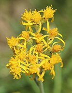 Single-stem groundsel (Senecio integerrimus) flowerhead & black-tipped bracts