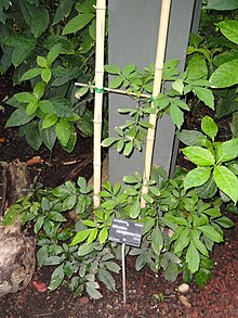 Serjania membranacea - Джардин Ботаники де Лион - DSC05373.JPG