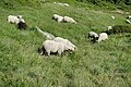 The shepherd of sheeps in La Brévent (France), 2018