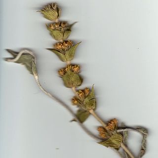 <i>Sideritis syriaca</i> Species of flowering plant