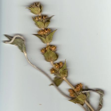 Sideritis syriaca (Ironwort scan).jpg