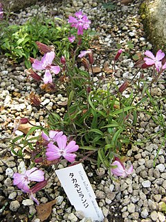 <i>Silene keiskei</i> Japanese flowering plant