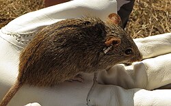 귀 꼬리표를 단 스와질랜드 응불루지 동물보호구역의 한줄무늬풀밭쥐