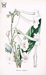 Thumbnail for Sinningia tubiflora