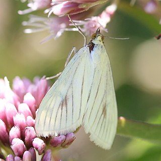 <i>Sitochroa palealis</i> Species of moth