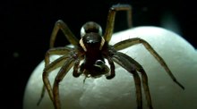 File: Six-spotted Fishing Spider Eating an Amphipod - June 2011.ogv