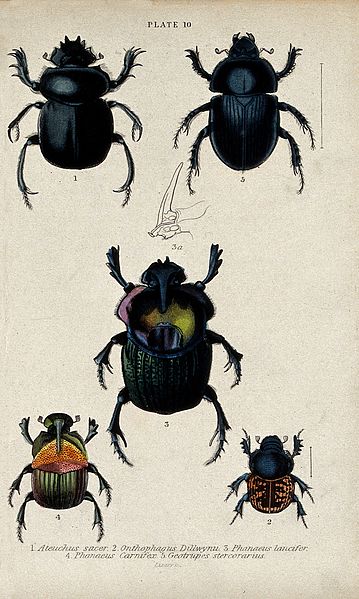File:Six winged insects and a cross-section of a proboscis of the Wellcome V0020756EL.jpg