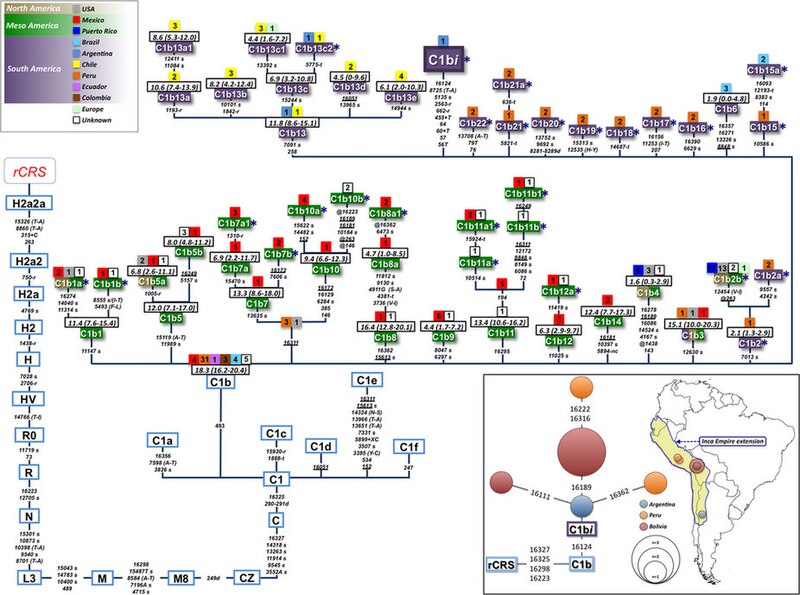 File:Skeleton of the global mtDNA haplogroup C1b phylogeny.jpg