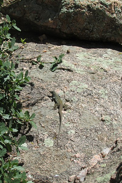 File:Skink 2016-07-12 495.jpg