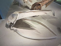 Kranie fra Balaenoptera omurai.