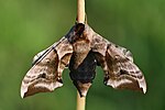 Miniatuur voor Bestand:Smerinthus ocellatus female - Keila.jpg