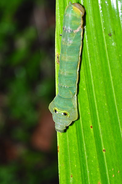 File:Snake mimic? (9386052184).jpg