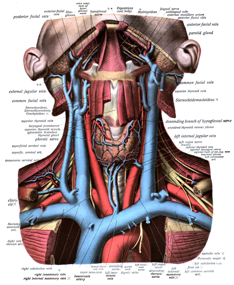 Яремная артерия где находится. Сонная артерия и яремная Вена. Внутренняя яремная Вена анатомия. Сонная артерия яремная Вена блуждающий нерв.