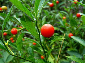 Solanum pseudocapsicum.jpg