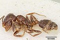 Solenopsis andina casent0103212 profilet 1. jpg