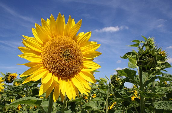 Sonnenblumen auf dem Feld. Sachsen.Helianthus annuus.