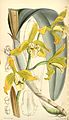 Cattleya xanthina (as syn. Laelia xanthina) plate 5144 in: Curtis's Bot. Magazine (Orchidaceae), vol. 85, (1859)