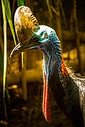 Southern cassowary