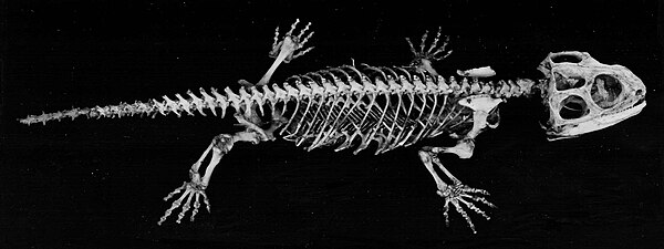 Skeleton of the tuatara