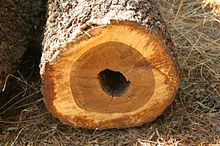 Spirostachys africana log with heart-rot Spiafr05a.jpg