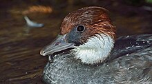 Mergellus albellus female (closeup view). Spinus-smew-2014-11-n019832-w.jpg