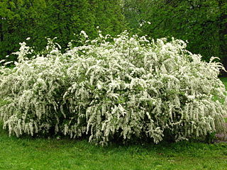 <i>Spiraea <span style="font-style:normal;">×</span> cinerea</i> Species of flowering plant