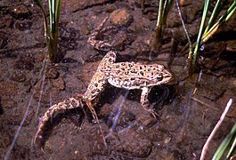 Columbia Spotted frog