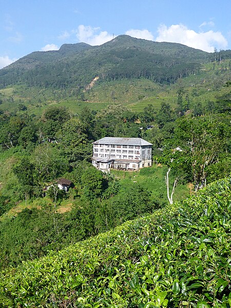 File:Sri Lanka-Province du Centre-Plantations de thé (4).jpg