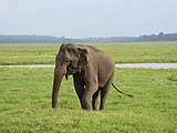 Éléphant sri-lankais.Category:ElephantsCategory:Unidentified Elephantidae