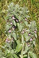 Inflorescences