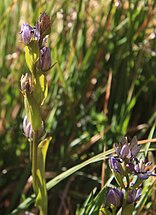 Star felwort (S perennis) bud spike