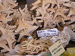 Étoiles de mer vendues comme souvenirs à Chypre (des Protoreaster nodosus et des Archaster typicus, deux espèces du Pacifique tropical).
