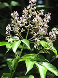 Vitex parviflora üçün miniatür