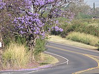 Starr-100504-5868-Jacaranda mimosifolia-flowering habit with road-Crater Rd Pukalani-Maui (25011053486).jpg