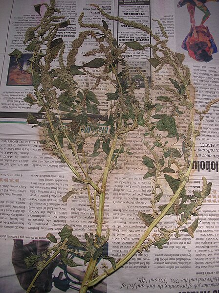 File:Starr 050326-5253 Amaranthus spinosus.jpg