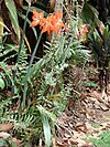 Starr 080327-3865 Hippeastrum striatum.jpg