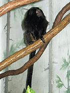 Stavenn Leontopithecus chrysopygus 00.jpg