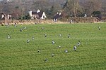 Thumbnail for File:Stock Doves (Columba oenas) on the Dalmeny Estate - geograph.org.uk - 5355596.jpg