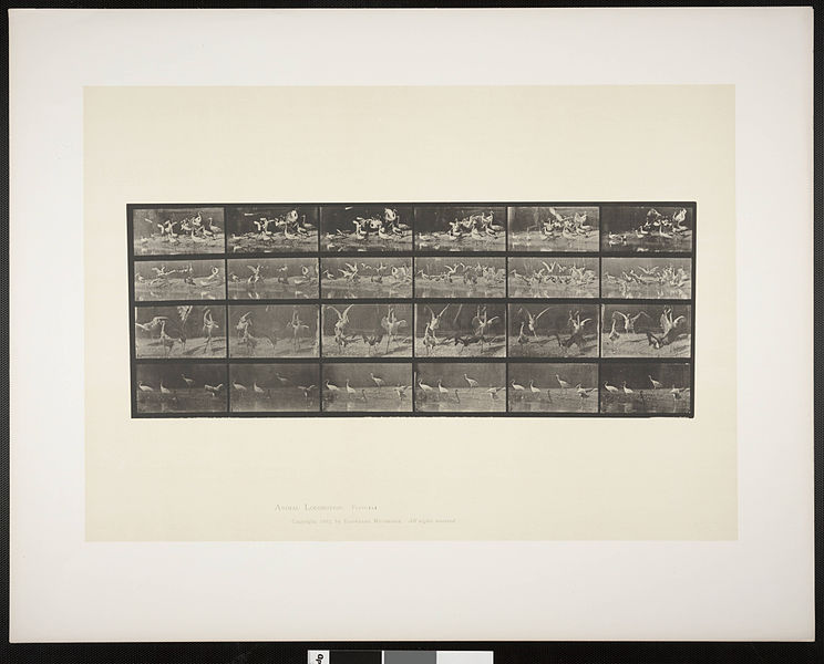 File:Storks, swans, etc. (rbm-QP301M8-1887-777).jpg