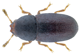 <i>Strigocis</i>