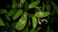Inflorescence de Stromanthe tonckat